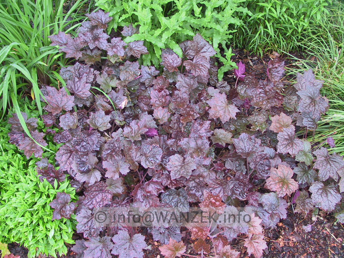 Heuchera Hybride Palace Purple.JPG